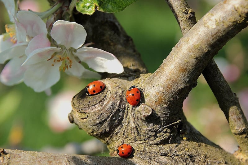 Painted Rock Ladybugs